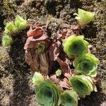 Aeonium diplocyclum Pokrój