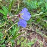 Geranium pratenseFlower