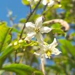 Solanum aligerum Λουλούδι