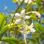 Solanum aligerum