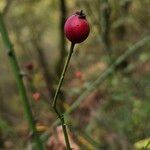 Rosa arvensis Frukt