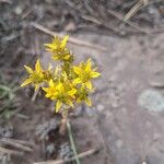 Sedum lanceolatum Blomma