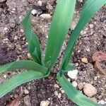 Allium porrum Leaf