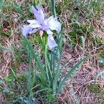 Iris missouriensis 花