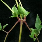 Clematis brevipes Hábito
