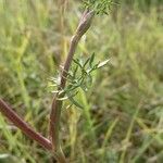 Seseli annuum Blatt