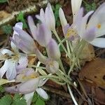 Colchicum alpinum Цвят