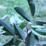 Pterocarpus soyauxii Levél