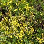 Genista pilosa Hábitos