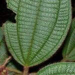Miconia longicoma Frunză