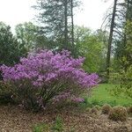 Rhododendron reticulatum Hábito