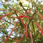 Ligaria cuneifolia Flower