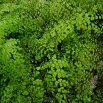 Adiantum raddianum Leaf