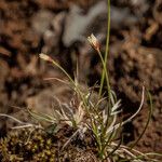 Juncus triglumis Kukka