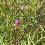 Vicia monantha Цветок