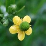 Ranunculus sceleratus Blüte