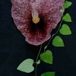 Aristolochia gigantea Flower