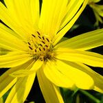 Silphium perfoliatum Çiçek