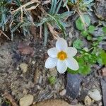 Crocus sieberi പുഷ്പം