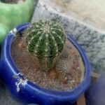 Echinocereus coccineus Bark