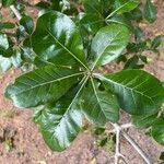 Gardenia ternifolia Leaf