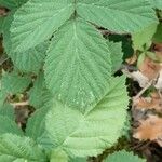 Rubus vestitus Blatt