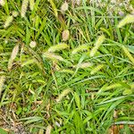 Setaria viridis Blatt