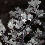 Arctostaphylos nissenana Habit