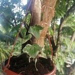 Senecio macroglossus Hoja