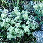 Teucrium rouyanum برگ