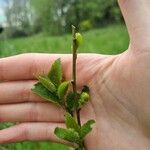 Betula humilis Лист