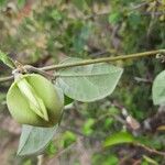 Macrotyloma axillare Flower