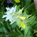 Melampyrum nemorosum Flower