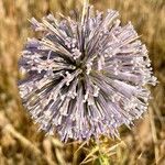 Echinops spinosissimusFlower