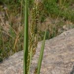 Echinochloa muricata Blomst