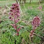 Petasites hybridusFiore