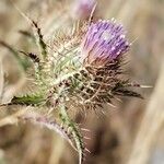 Atractylis cancellata Flower