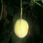 Passiflora laurifolia Fruit