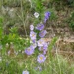 Solanum umbelliferum Květ