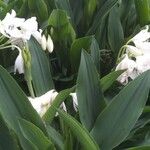 Crinum jagus പുഷ്പം