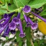 Iochroma cyaneum Blomma