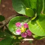 Malpighia glabra Blüte