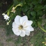 Gardenia thunbergia Fleur