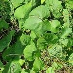 Ipomoea obscura Φύλλο