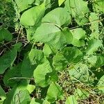 Ipomoea obscura Hoja