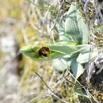 Ophrys arachnitiformis മറ്റ്