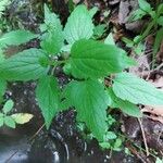 Scutellaria lateriflora Leaf