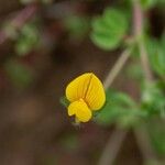 Lotus edulis Fleur