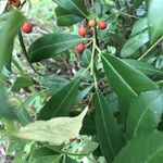 Ilex cassine Deilen