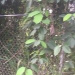Stigmaphyllon ellipticum Hábito